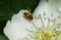 Byturus