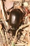 Calosoma inquisitor