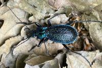 Carabus intricatus