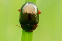 Chrysolina bankii