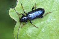 Poecilium rufipes