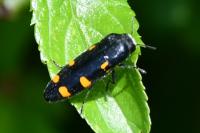 Ptosima undecimmaculata