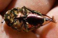 Cetonia aurata