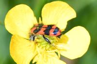 Trichodes alvearius