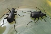 Calosoma inquisitor