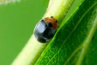 Scymnus
