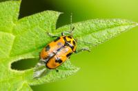 Cryptocephalus sexpunctatus