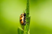 Cryptocephalus sexpunctatus