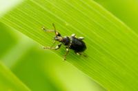Phyllobius
