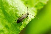 Grammoptera ruficornis