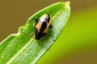 Phyllotreta ochripes