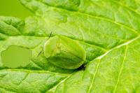 Cassida viridis