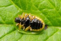Cassida viridis