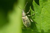 Phyllobius pomaceus