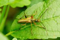 Stenocorus meridianus