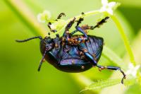 Timarcha goettingensis