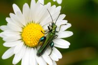 Oedemera nobilis