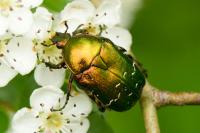 Cetonia aurata