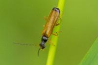 Rhagonycha lignosa