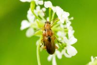 Orsodacne humeralis