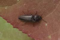 Cidnopus pilosus