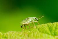 Polydrusus formosus
