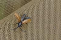 Drilus flavescens