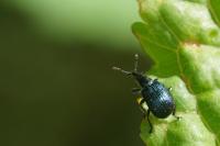 Involvulus caeruleus