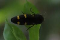 Ptosima undecimmaculata