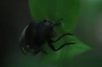 Ptosima undecimmaculata