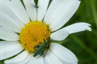 Oedemera nobilis
