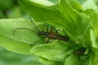 Stenocorus meridianus