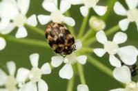 Anthrenus verbasci
