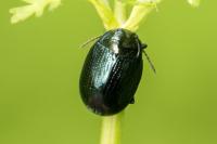 Chrysolina oricalcia