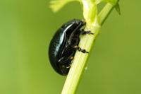 Chrysolina oricalcia
