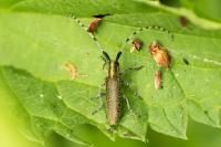 Agapanthia villosoviridescens