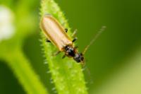 Rhagonycha nigriventris
