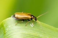 Rhagonycha nigriventris