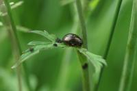 Chrysolina bankii