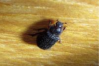 Trox perrisi