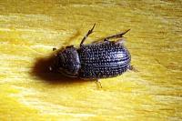 Trox perrisi