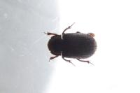 Trox perrisi