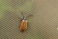 Drilus flavescens