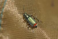 Malachius bipustulatus