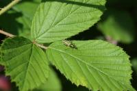 Oedemera nobilis