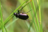 Calosoma inquisitor