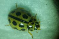 Tytthaspis sedecimpunctata