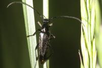 Rutpela nigra