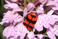 Trichodes alvearius