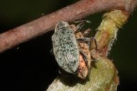 Polydrusus cervinus